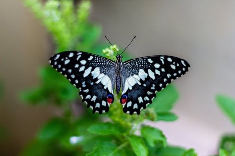 Butterfly HTC Green